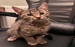 Mixed Breed cats for sale: Cute and playful kitties  - Image 1