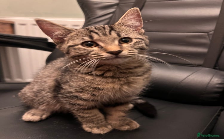 Mixed Breed cats for sale - Advert 1