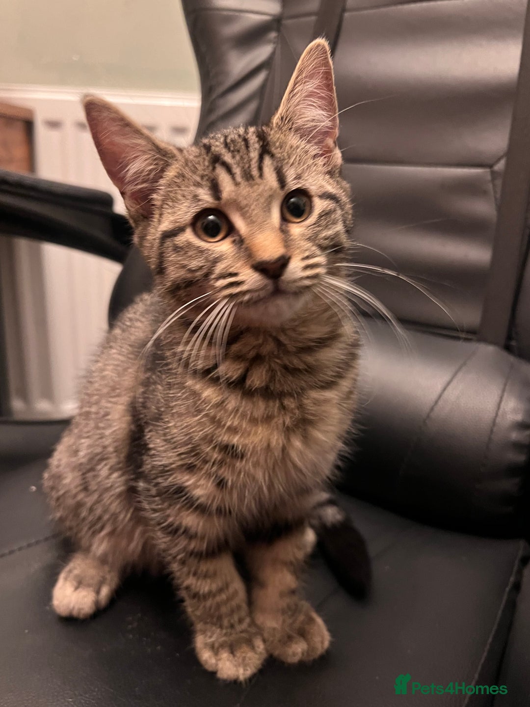 Mixed Breed cats for sale: Cute and playful kitties  - Image 1