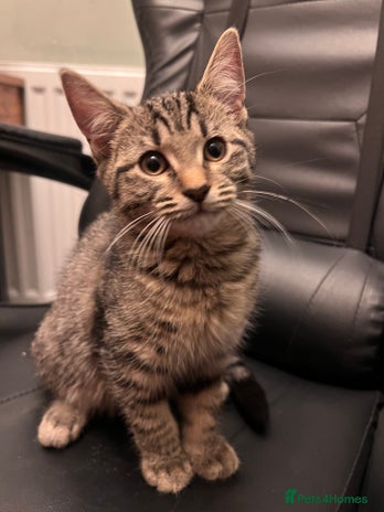 Mixed Breed cats - Advert 16