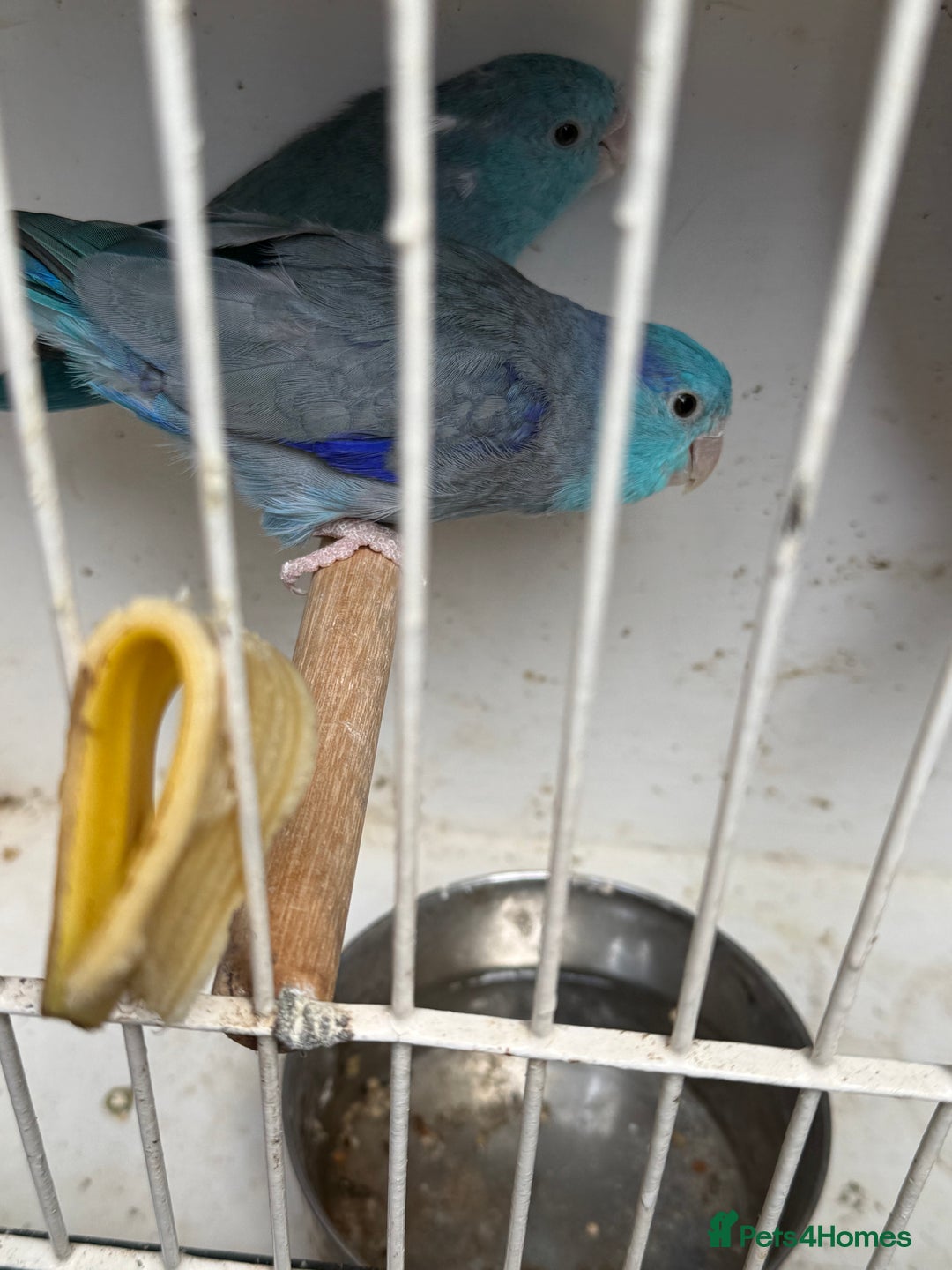 Parakeets birds for sale: Breeding Pair of Parrotlets  - Image 3