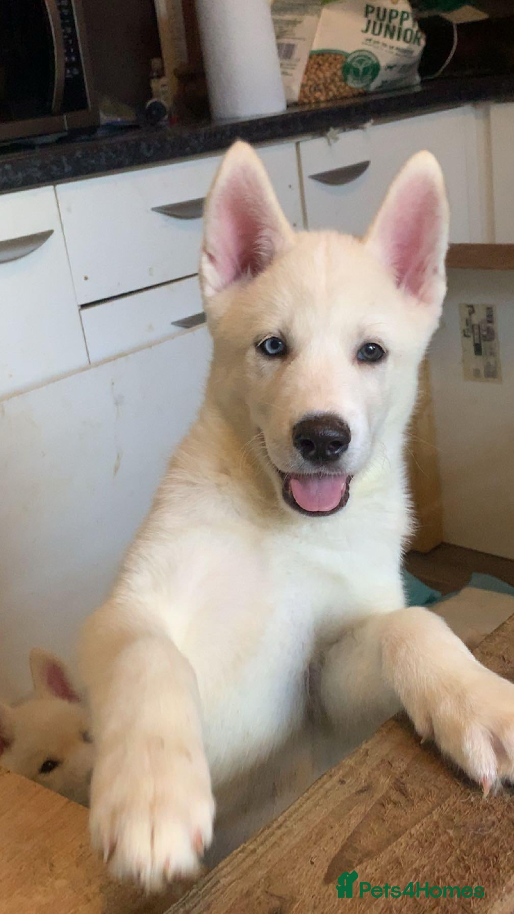Huskita dogs Last 2 puppys for sale! - Advert 2