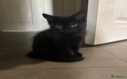 Mixed Breed cats for sale: 2 mixed kittens ready for there forever homes - Image 4