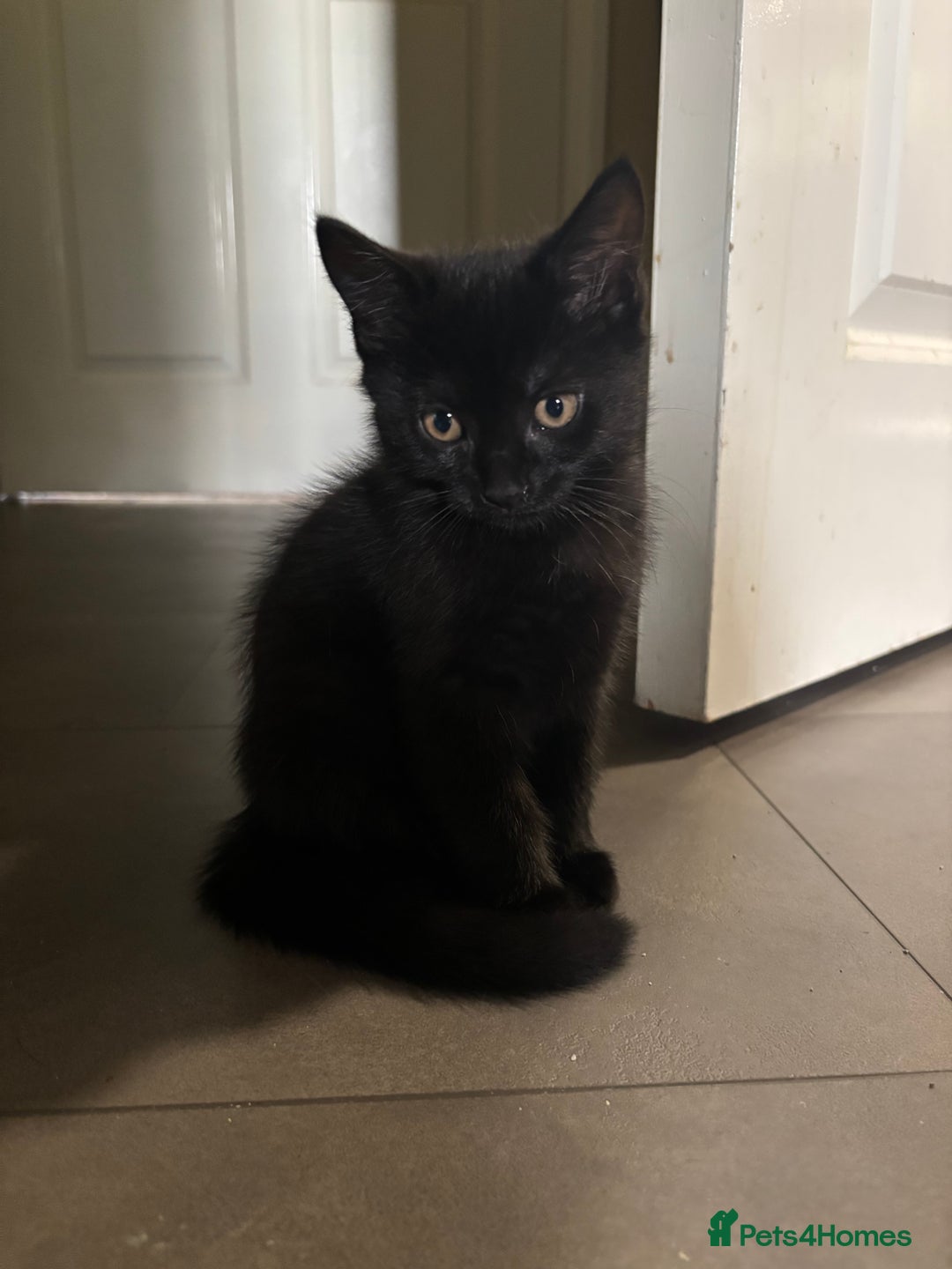 Mixed Breed cats for sale: 2 mixed kittens ready for there forever homes - Image 4