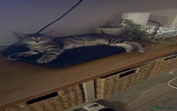 Domestic Shorthair cats for sale: 3 females - Image 9