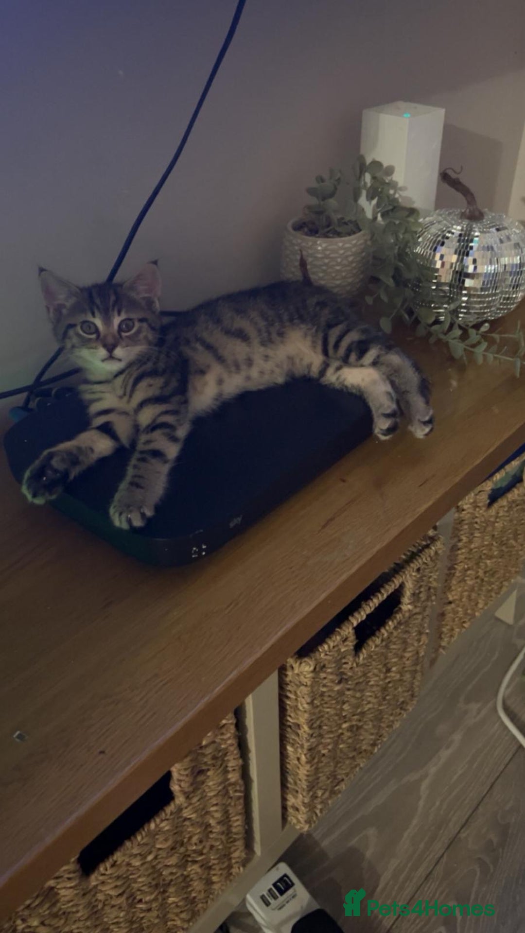 Domestic Shorthair cats for sale: 3 females - Image 9