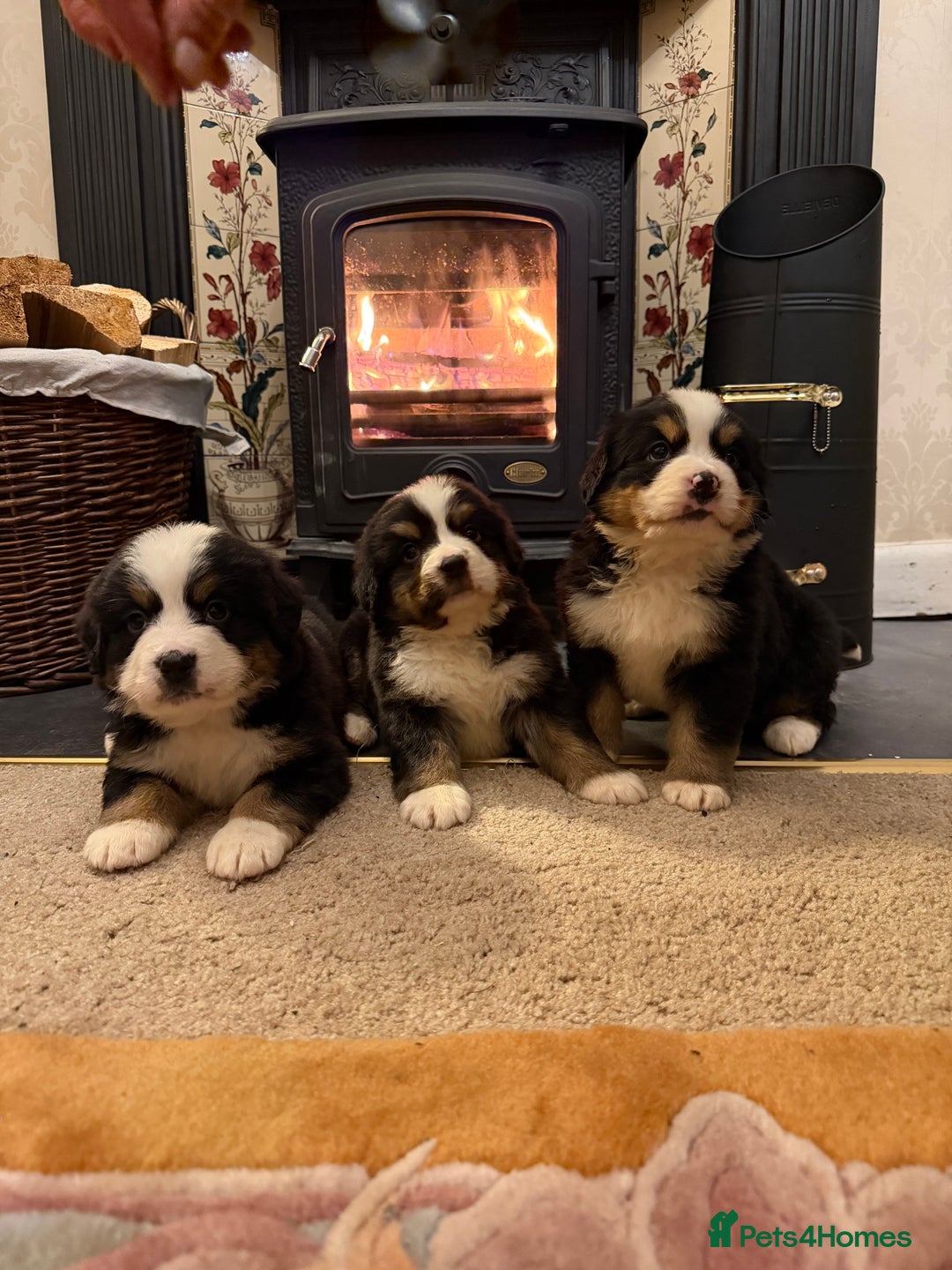 Bernese Mountain Dog dogs for sale: KC Registered BMD Available  - Image 3