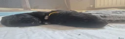 German Shepherd dogs for sale: German Shepherd Puppies Seeking New Humans - Advert 11