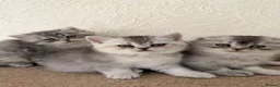 Scottish Fold cats for sale: Adorable Scottish Fold Kittens  - Advert 1
