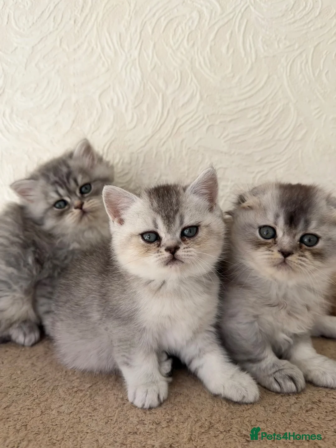 Scottish Fold cats for sale: Adorable Scottish Fold Kittens  - Advert 1
