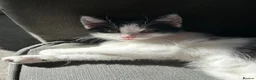 Mixed Breed cats for sale: Lovely lucky needs her forever home - Advert 2