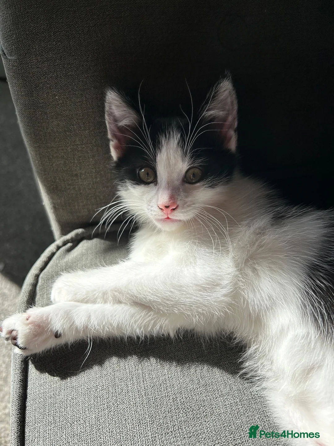 Mixed Breed cats for sale: Lovely lucky needs her forever home - Advert 2
