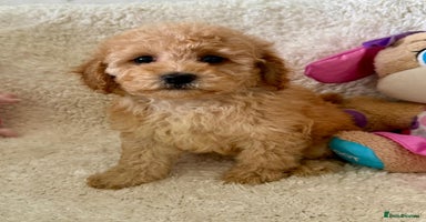 Maltipoo dogs - Advert 9