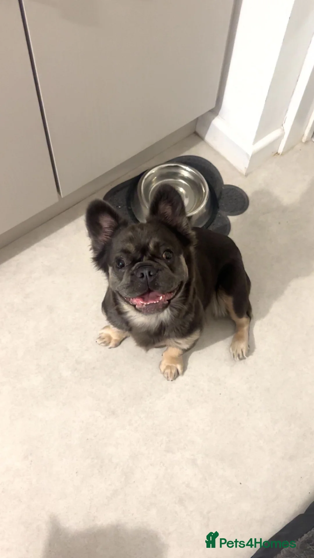 French Bulldog dogs for sale: Fluffy female French bulldog  - Advert 1