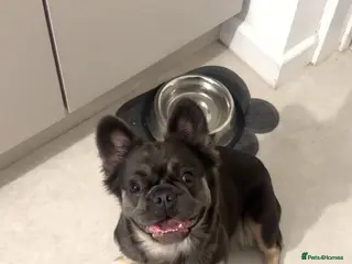 French Bulldog dogs Fluffy female French bulldog - Advert 1