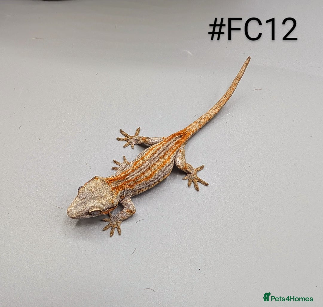 Gecko reptiles for sale: Orange & Red Stripe Gargoyle Gecko CB25 - Image 4