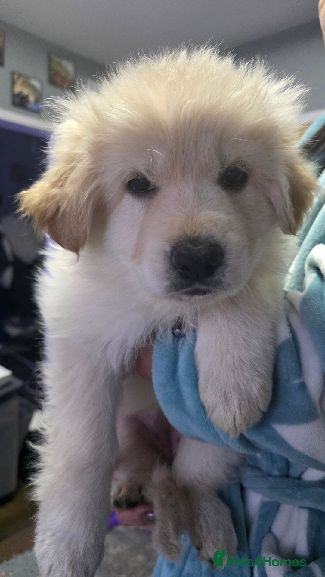 German Shepherd dogs for sale: READY TO LEAVE 3 LITTLE GSD GIRLS - Advert 30