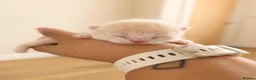 Brazilian Shorthair cats for sale: Exceptional quality British shorthair kittens  - Advert 4