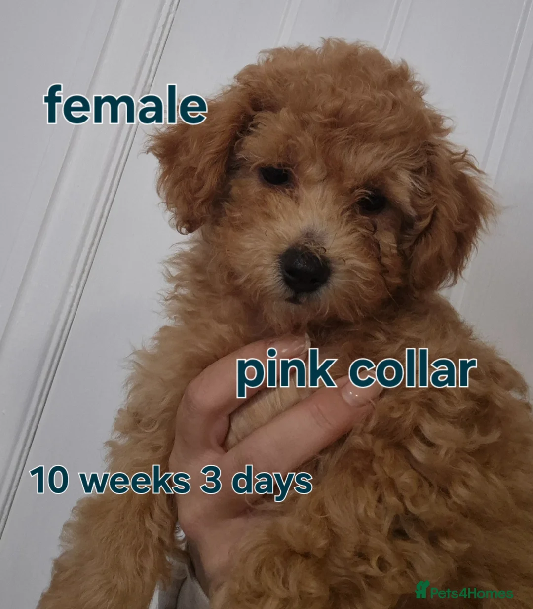 Poochon dogs for sale: Poochon - Advert 1