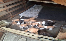 Mixed Breed dogs for sale: Cane Corso x Bulldog Puppies for Sale - Image 5