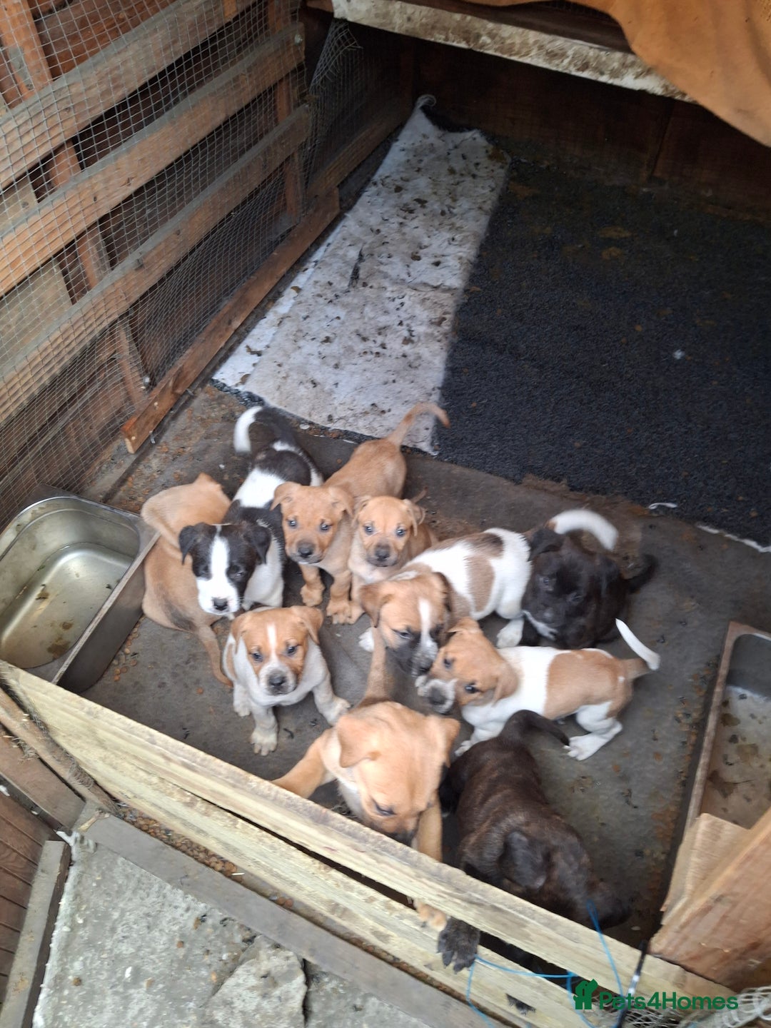 Mixed Breed dogs for sale: Cane Corso x Bulldog Puppies for Sale - Image 5