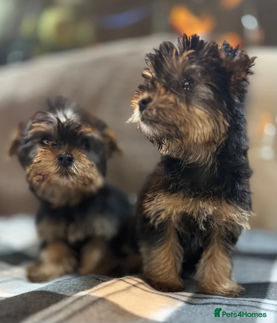 Yorkshire Terrier dogs for sale: 2 beautiful girls looking for 4ever homes 🏠 in Abertillery - Advert 10