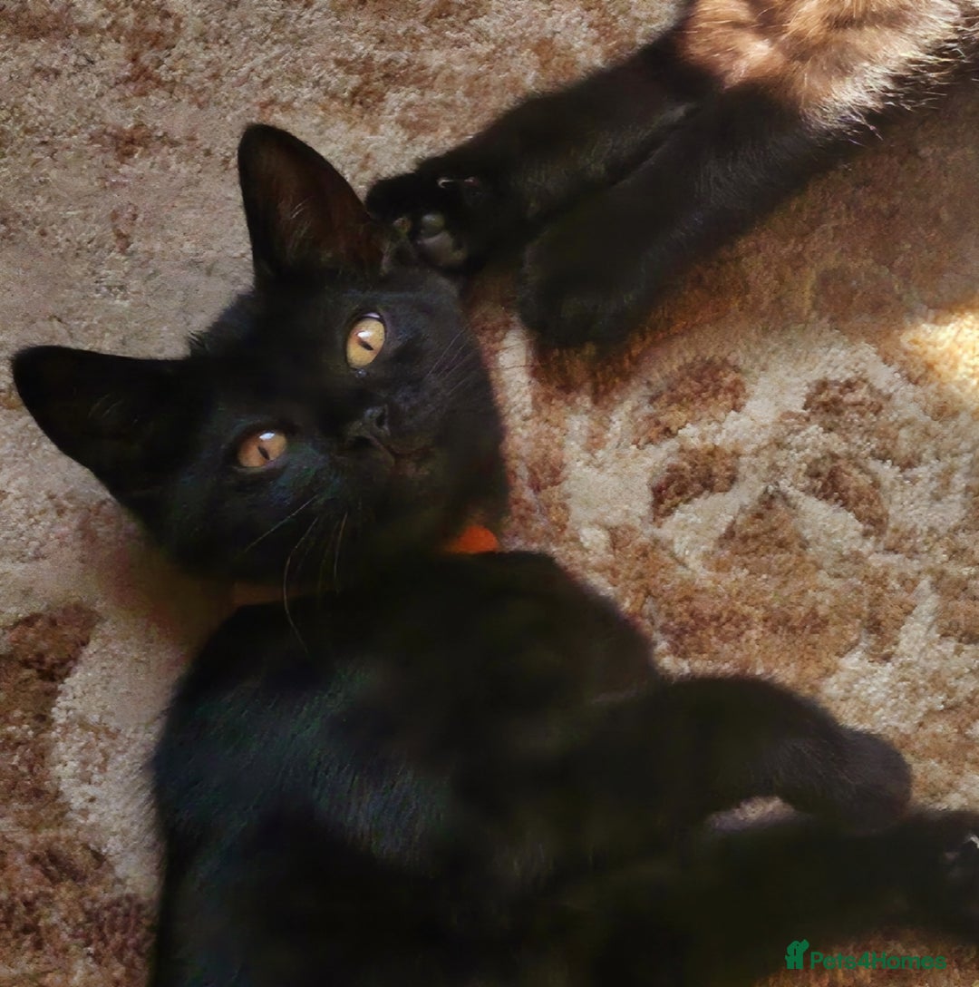 Mixed Breed cats for sale: British Short Haired mix in Enfield - Image 7