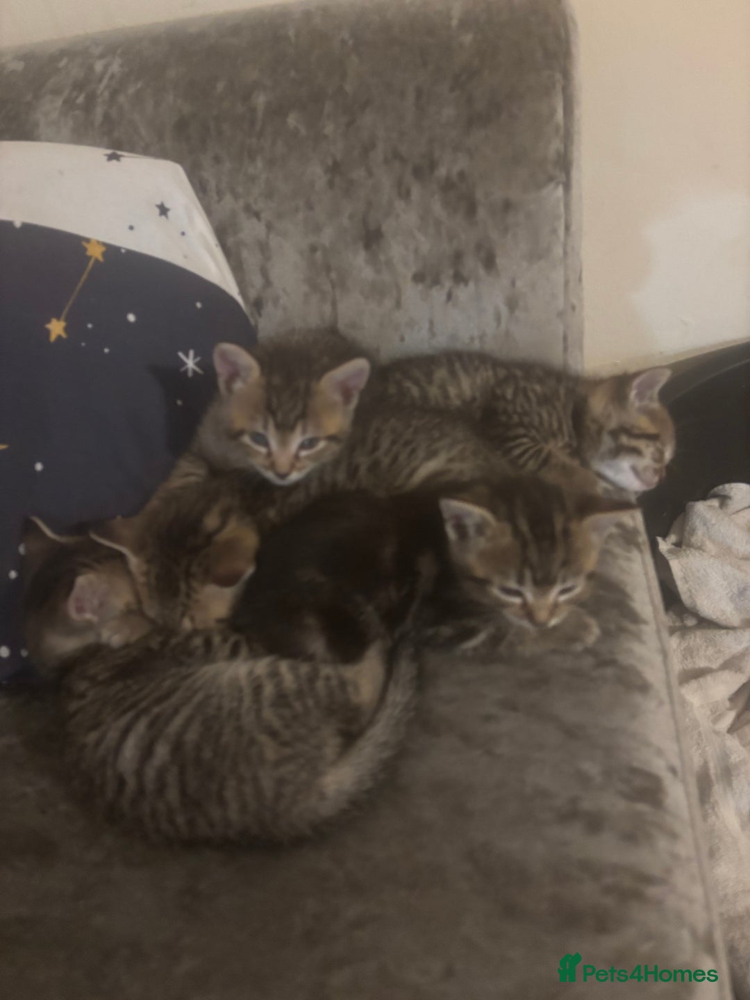 Bengal cats for sale: Last bengle girl  - Advert 3