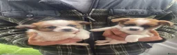 Mixed Breed dogs for sale: Jack Russell x Pomeranian pups in Mayfield - Advert 3