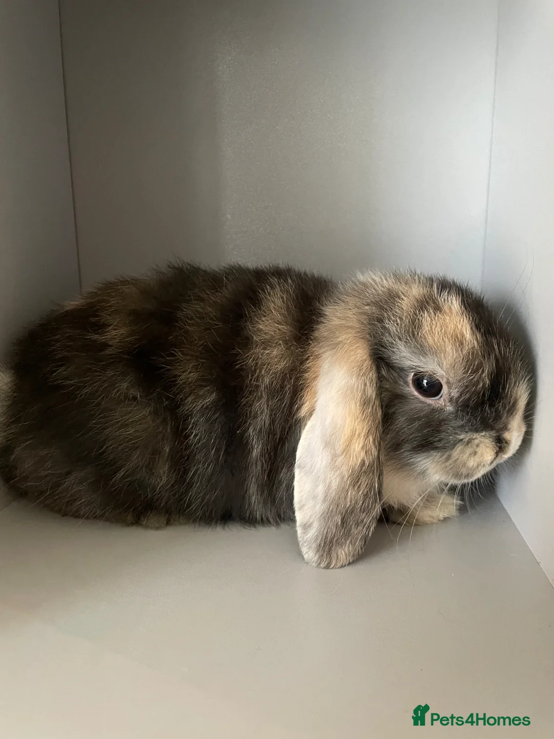 Mini Lop rabbits for sale: Rare-Harleyquin mini lops and doublemanelionhead  in Luton - Advert 2