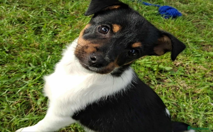 Jack Russell dogs - Advert 6