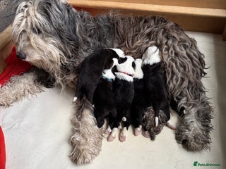 Old English Sheepdog dogs - Advert 17