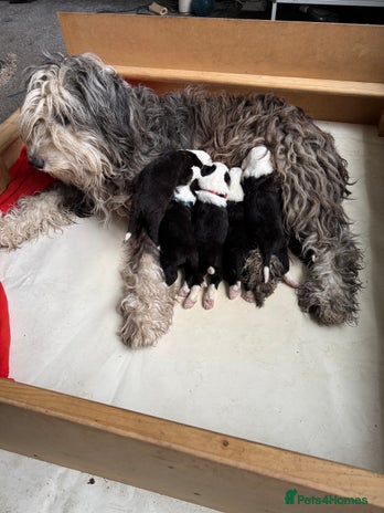 Old English Sheepdog dogs - Advert 1