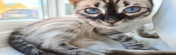 Bengal cats for sale: Double Charcoal DNA Tested Girl  - Advert 13