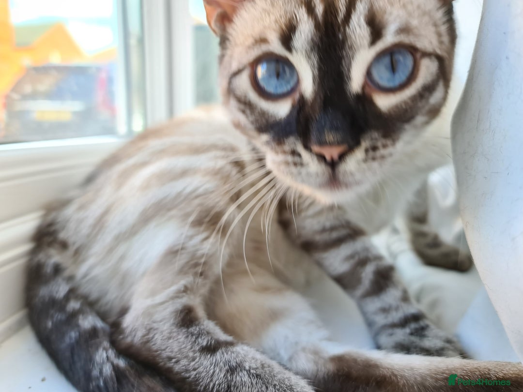 Bengal cats for sale: Double Charcoal DNA Tested Girl  - Advert 13