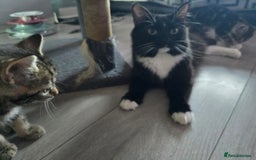 Domestic Shorthair cats for sale: Tabby Cuddly kittens- microchip+1st vaccination  - Image 2