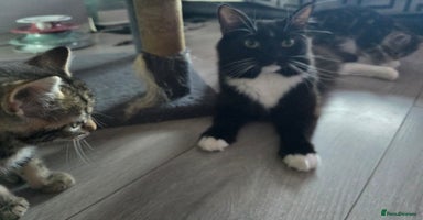 Domestic Shorthair cats - Advert 2