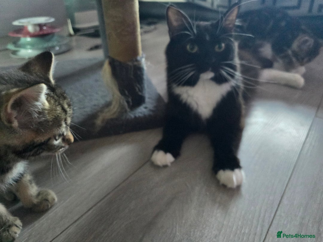 Domestic Shorthair cats for sale: Tabby Cuddly kittens- microchip+1st vaccination  - Image 2