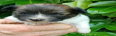 Mixed Breed 4