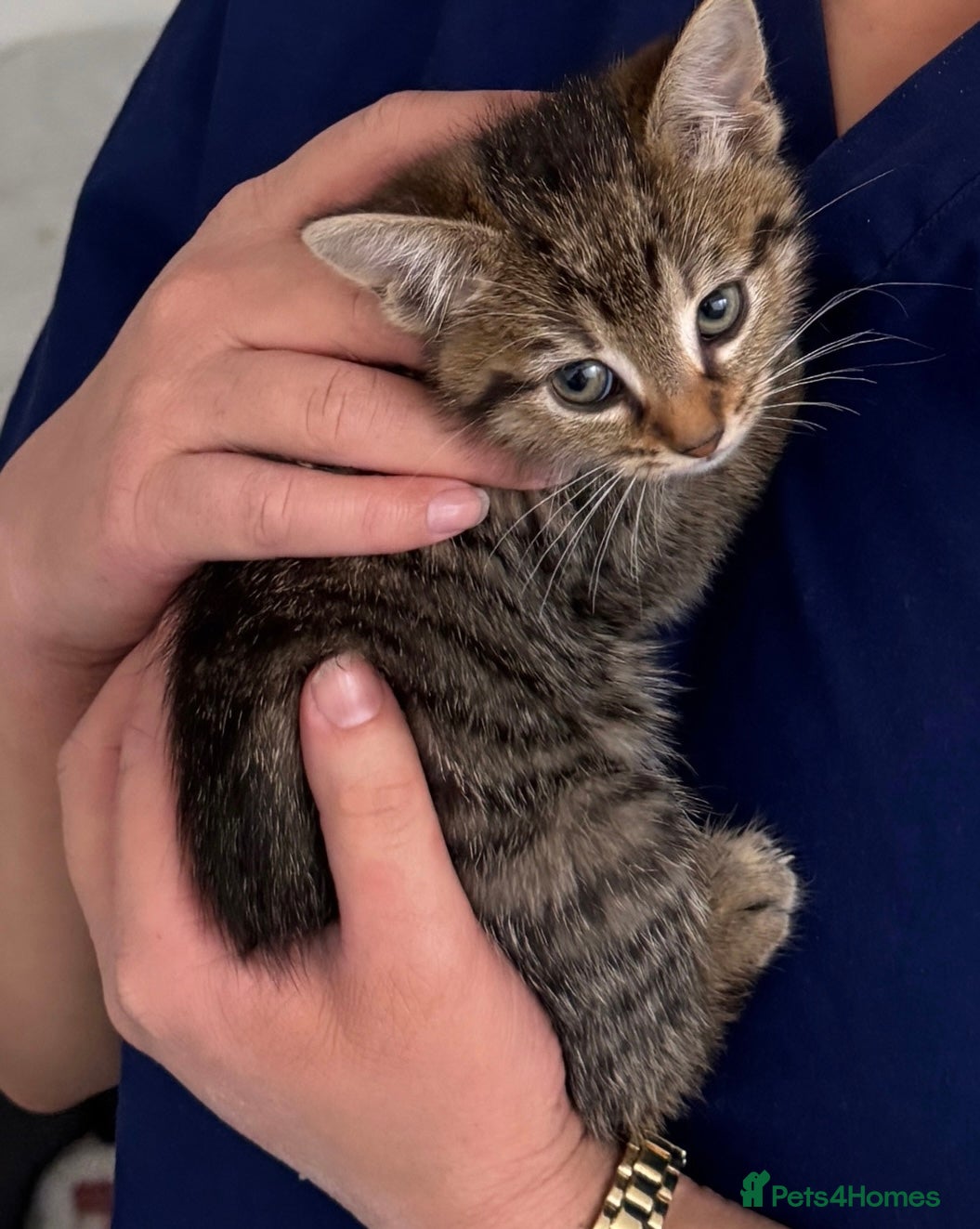 Mixed Breed cats 3 Month tabby kitten due- LUNA  - Advert 1