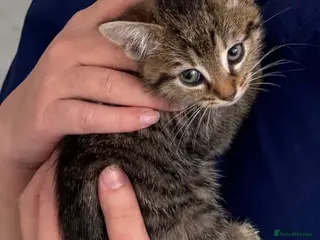 Mixed Breed cats 3 Month tabby kitten due- LUNA - Advert 13