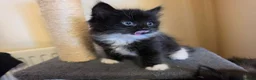 Mixed Breed cats for sale: 2 beautiful kittens  - Advert 5