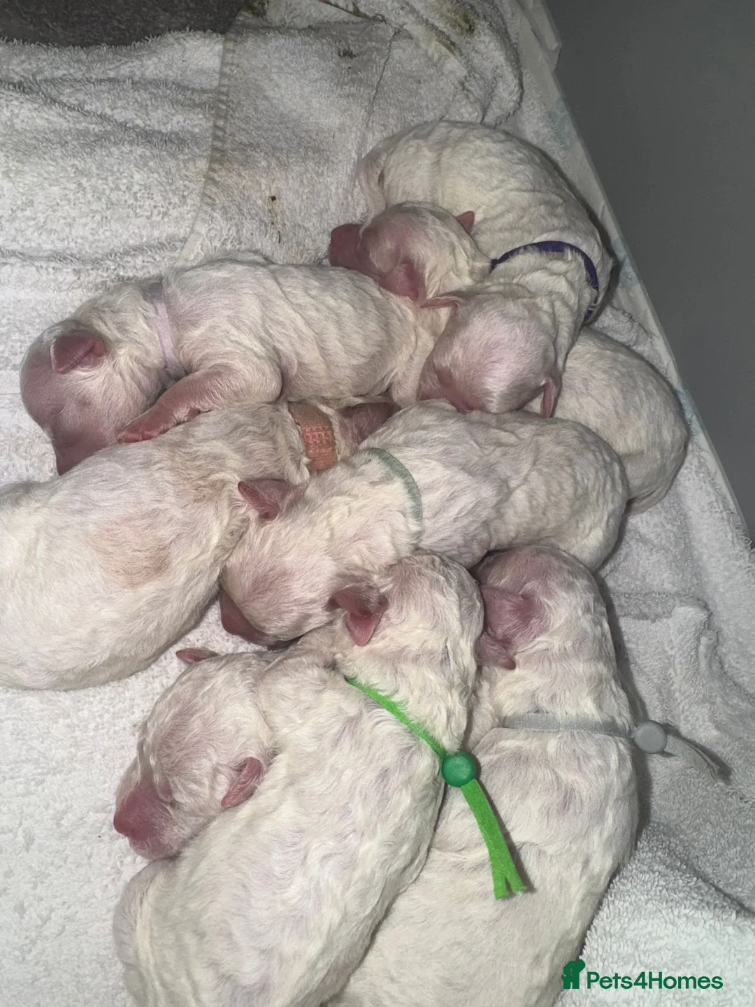 Bichon Frise dogs for sale: BICHON FRISE puppys  - Advert 2