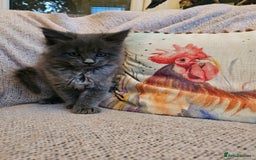 Maine Coon cats for sale: Maine Coon kittens available Chunky and confident - Image 3