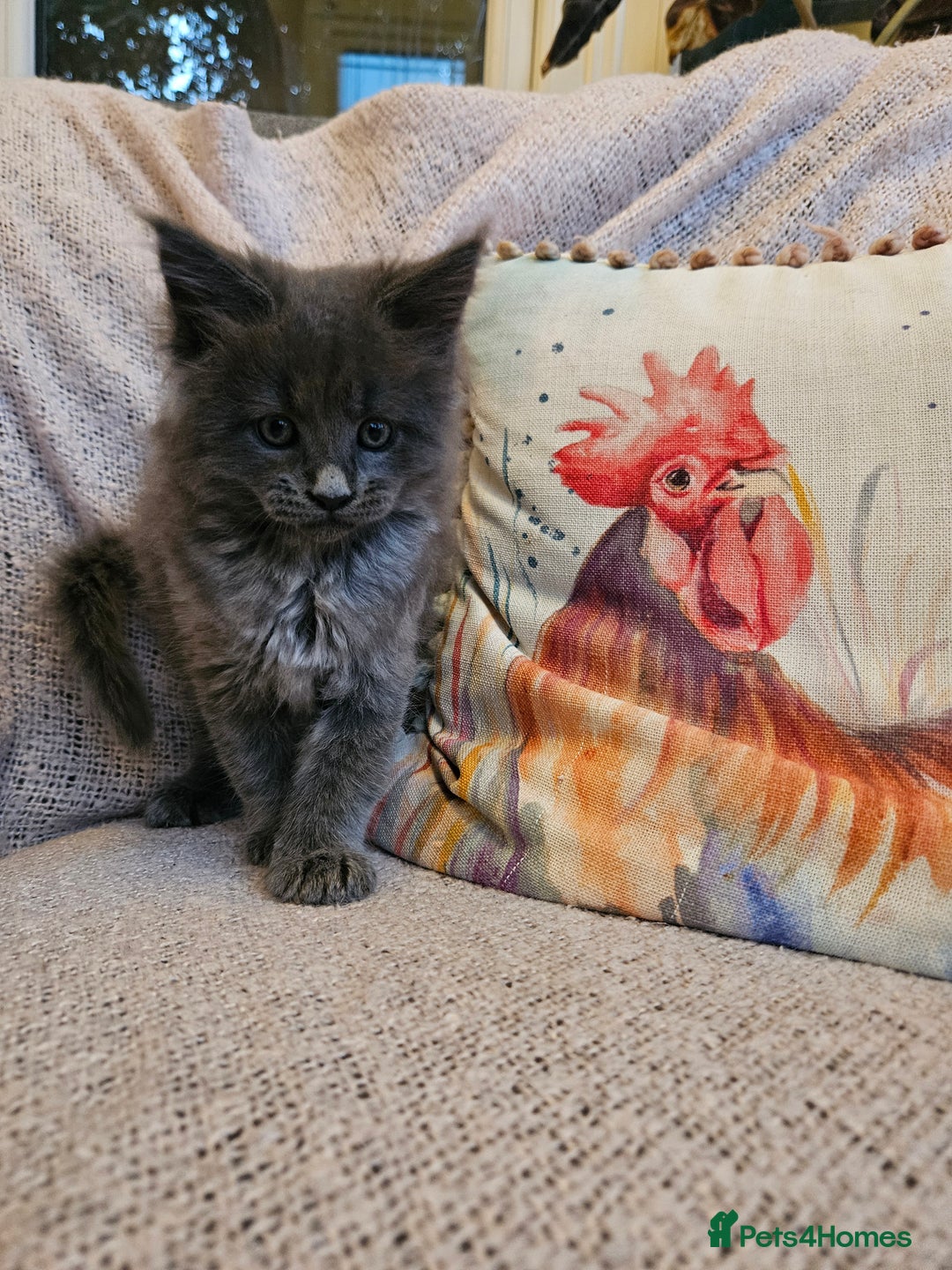 Maine Coon cats for sale: Maine Coon kittens available Chunky and confident - Image 3