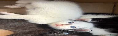 Mixed Breed 1 white