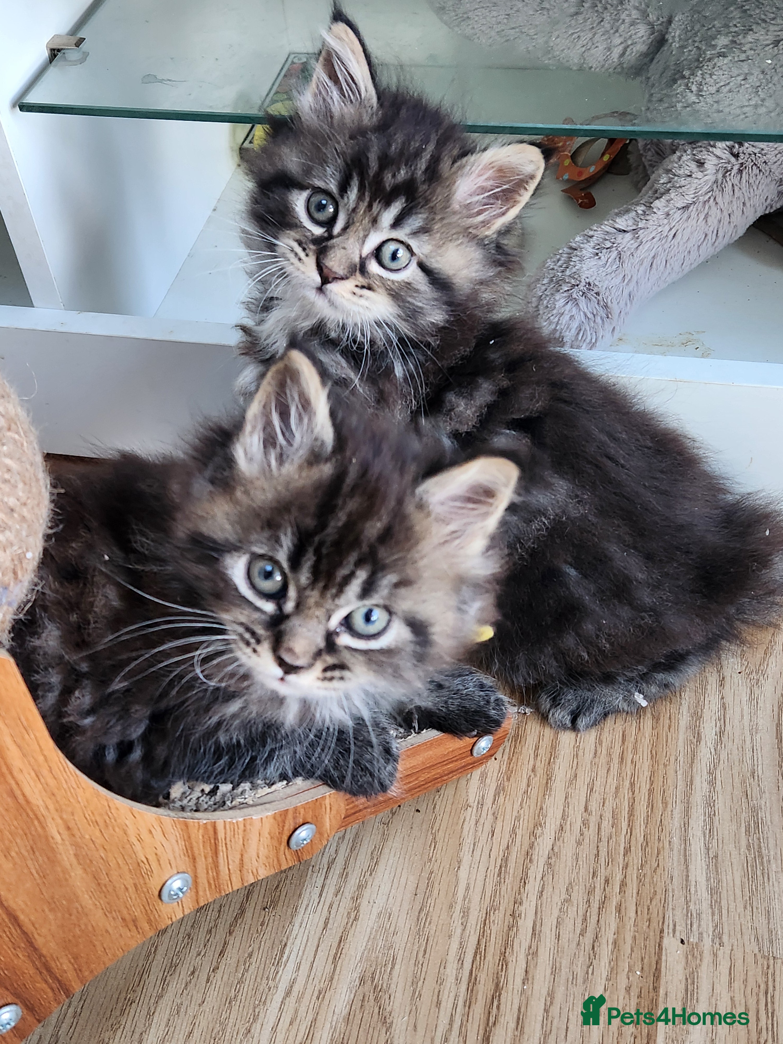Maine Coon cats Pure Maine coon kittens 4 left boys 3 girls  - Advert 6