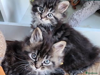 Maine Coon cats Pure Maine coon kittens 4 left boys 3 girls - Advert 6