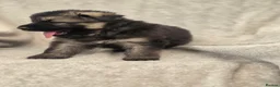German Shepherd dogs for sale: German shepherd pups - Advert 6