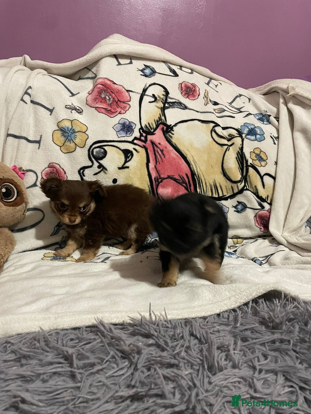 Chihuahua dogs for sale: Beautiful tiny little chihuahua girls - Advert 7